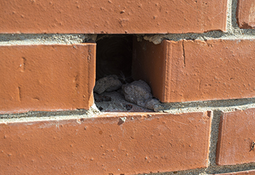 Dryer Vent Cleaning Near Me, Fremont CA